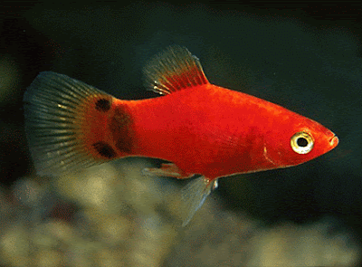 mickey mouse platy