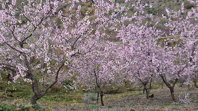 almendro marcona