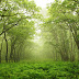 Changa Manga Forest largest man-made forest of Pakistan