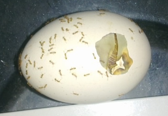 Zali agro farm: telur dihurung semut,anak ayam tidak 