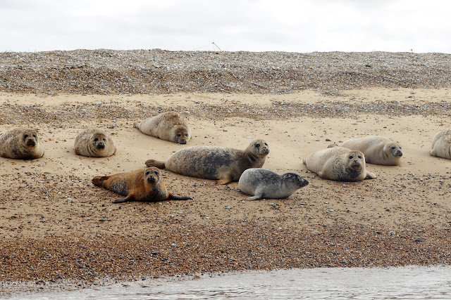 Seals at Blakeney Point