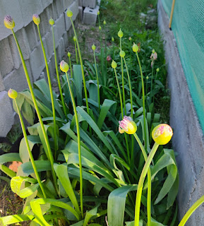 Lovely flowers in Angela's garden