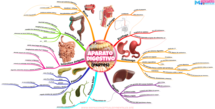 Mapa mental de las partes del aparato digestivo