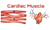 Cardiac Muscle : Your Ultimate Comprehensive Guide to Cardiac Muscle Physiology by qasimandfitness