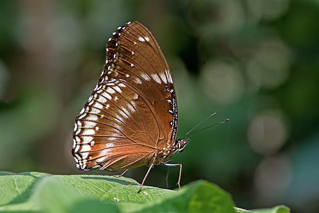 Hypolimnas bolina the Great Eggfly