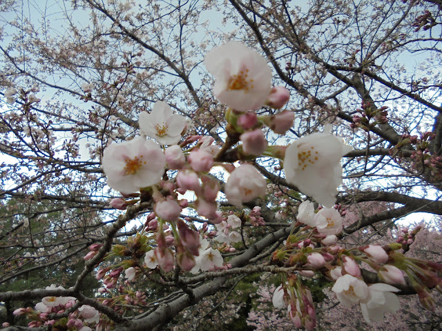 とっとり花回廊のソメイヨシノ桜