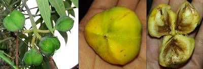 Jatropha multifida fruit and seed