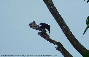 Magnificent Paradise Riflebird (Ptiloris magnificus)