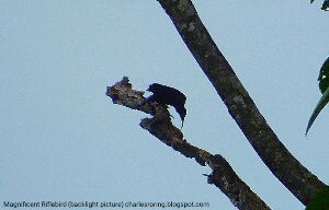 Magnificent Paradise Riflebird (Ptiloris magnificus)