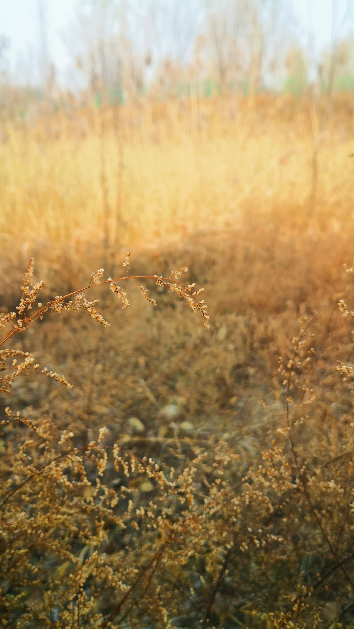 autumn yellow glass and warm sunset