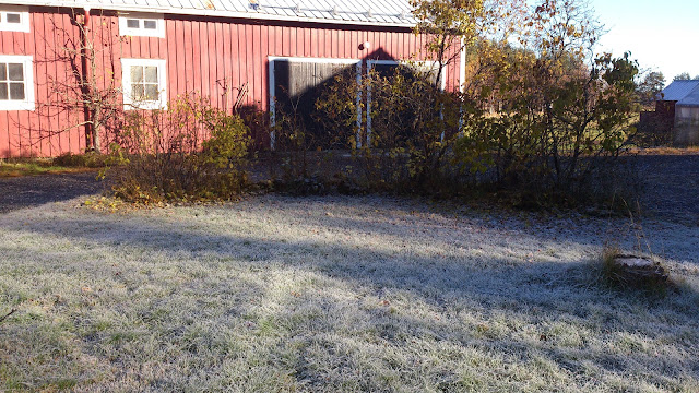 Frost, gräsmatta, frozen gras