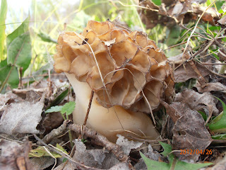 A morel, Morchella esculenta with a massive stipe and a cap with very large cells