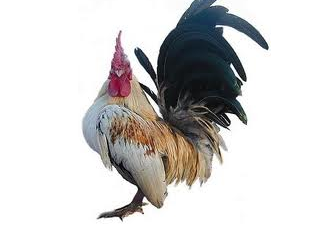 HARGA AYAM KATE HARGA AYAM KATE