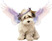 perros (5)