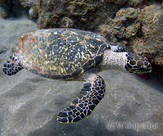 Penyu Sisik (Hawksbill sea turtle)