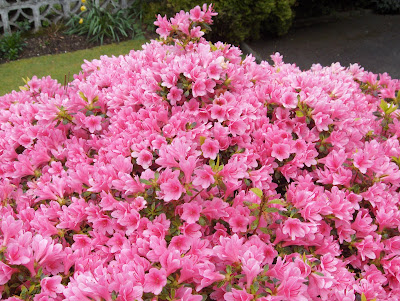 Azalea in flower