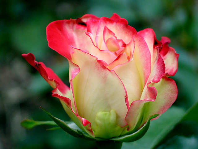 Red Roses