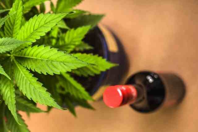 Mixing Marijuana With Alcohol Increases THC Concentrations in Your Blood