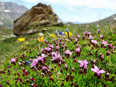 Blütenzauber auf einer Wiese in den Bergen (Schweiz) - Bild von R. Schley 2014