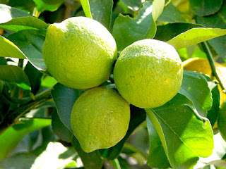 fresh lime plant