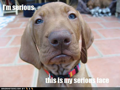 And just for fun, some cute dog pictures with silly captions.