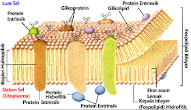 cell membrane