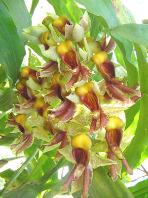 Catasetum galeritum care and culture