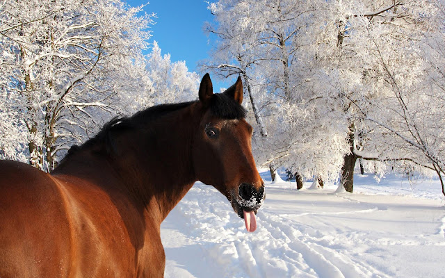 Funny Horse Tounge Wallpaper