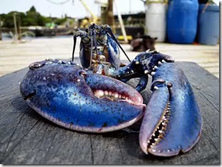 ba-blue_lobster_0500513884