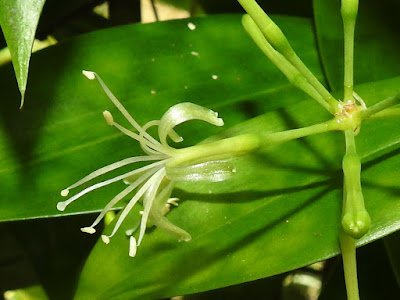 油點木的花