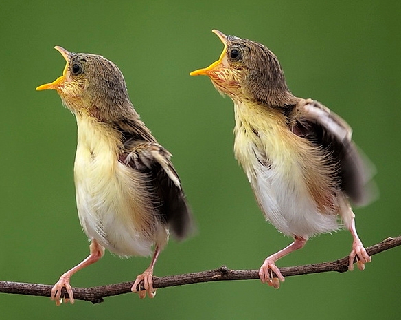 16 Gambar Unik Dari Burung Dunia Unik 