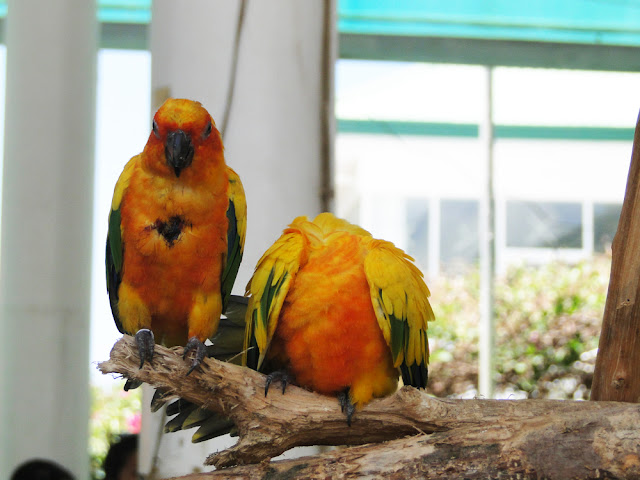 Parrots in Baluarte Zoo