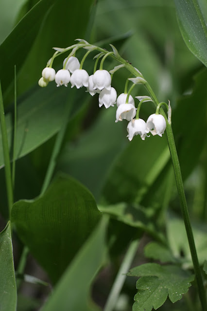 Ландыш майский (Convallaria majalis)