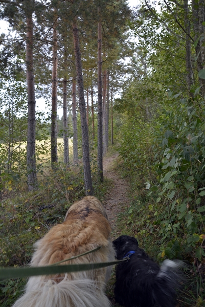 leonberger cocker spaniel