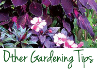 General Gardening Tips