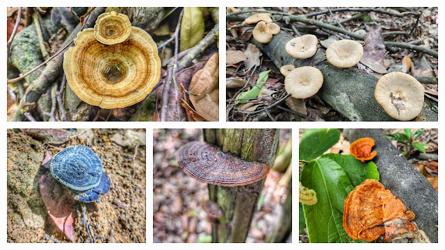 Flora, Fauna dan Fungus di Bukit Juru