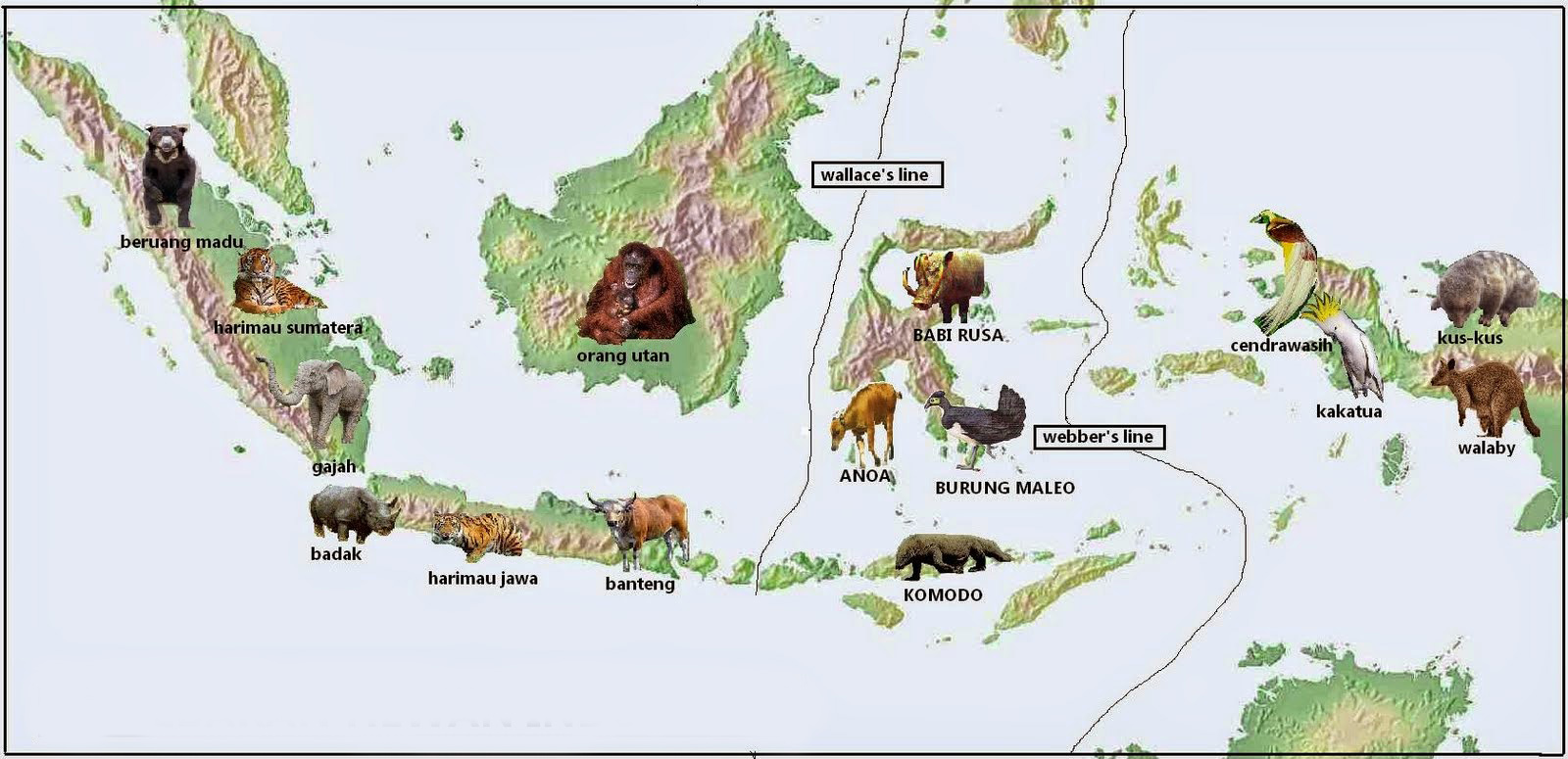 Tiga Tipe Fauna  di Indonesia  Barat  Tengah dan Timur 