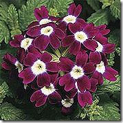 Verbena_Burgundy_Eye