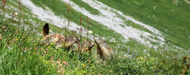 Marmotte, Massif de la Vanoise
