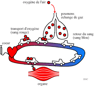 Transport d'oxygène dans le sang