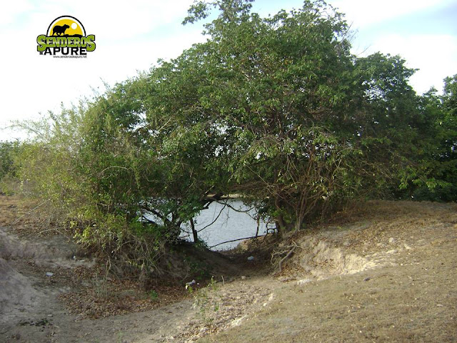 FOTOGRAFIA:  Senderos de Apure: Un túnel de una entrada de paso de carro por el Capanaparo. (Conociendo Apure).