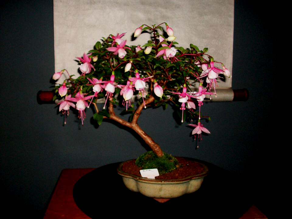 Gambar Bonsai Lampion (anting india)