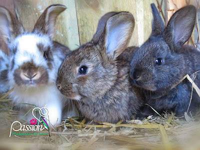 Wielu znajomych pyta o nasze króliki, a zatem oto one... cała dziesiątka :-)