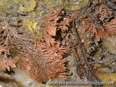 Branching Bryozoan