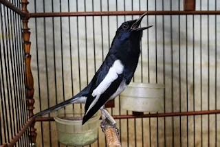 Cara Melatih Mental Burung Kacer Dengan Cepat, Bagaimana melatih mental kacer bakalan?, Cara Melatih Mental Kacer Bakalan Untuk Lomba Agar Jadi Petarung