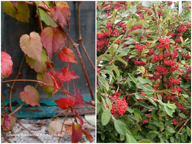 Hiedra en otoño / Cotoneaster - Chacra Educativa Santa Lucía