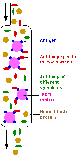 Affinity chromatography