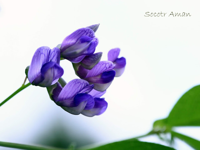 Vicia unijuga