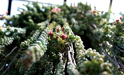 Burro's tail succulent at Garfield Park Conservatory