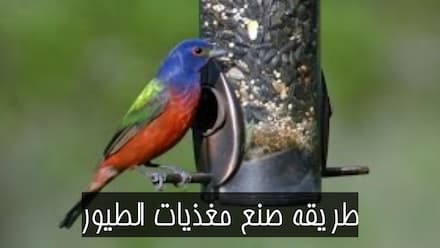 طريقة صنع مغذيات الطيور